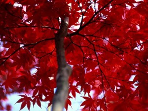 red-leaves-petteway_1505_600x450